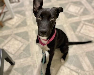 Meet Paisley! Paisley is currently fostered in New Jersey. She is available for out of area/out of state adoption to the perfect family! Transportation to her forever home can be coordinated by our rescue. +++ Paisley is a beautiful young Shepherd mix (with maybe a little Whippet in there!) who s as graceful as she is smart. Estimated to be born around May 1, 2025, she currently weighs about 25...