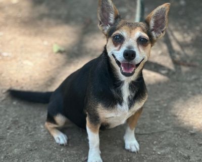 Ethel - Chihuahua & Miniature Pinscher Mix Female Dog for Adoption