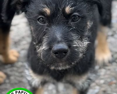 Jinu - German Shepherd Dog & Poodle Mix Male Dog for Adoption