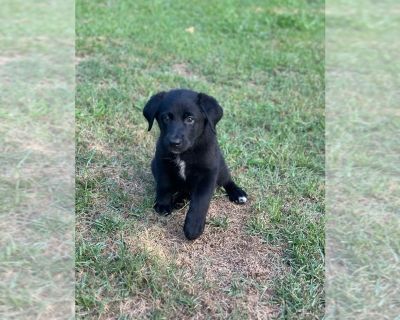 Ozzie - F2 Aussiedoodle Male Puppy for Adoption