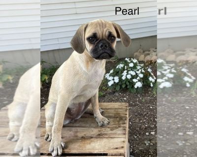 Pearl - Puggle Female Puppy for Sale