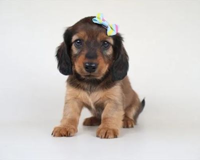 Letty - Female Dachshund Puppy for Sale