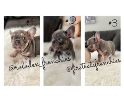 French Bulldog Puppies! Available Now!