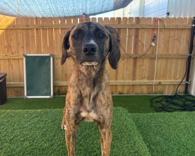 Cindy - Whippet & Terrier Mix Female Dog for Adoption