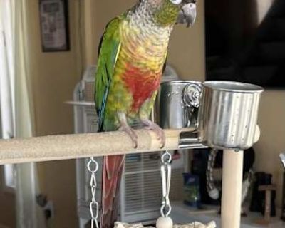 Cory - Conure Male for Adoption