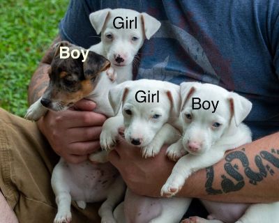 Jack Russell puppies