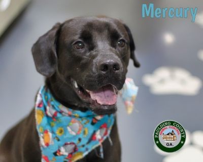 24-06-1783 Mercury - Labrador Retriever Mix Male Dog for Adoption