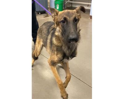 MAJOR - German Shepherd Dog Male Dog for Adoption