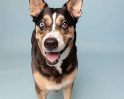 Gemma - German Shepherd Dog Female Dog for Adoption