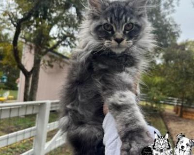 Show quality. Breeding not allowed. Registered. Kittens are given a 1 year health guarantee if contract is followed. First round of vaccine record will be provided. Our kittens are Tica registered & will receive registration paperwork once you have provided neutering information from your veterinary- shot records. I do NOT sell breeding right for our kittens. Hey all you cool cats & kittens!! W...