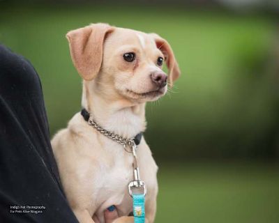 Dobby - Chihuahua/Terrier (Unknown Type, Small) Mix Female Dog for Adoption