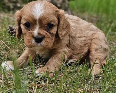 Copper - Male Cavalier King Charles Spaniel Puppy for Sale