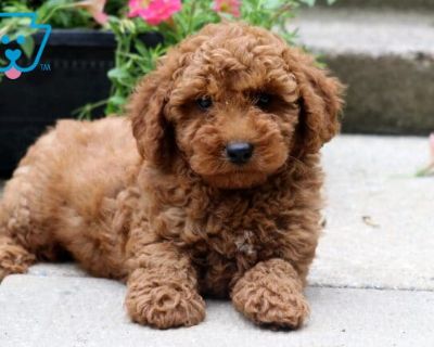 Muffin - Female Toy Poodle Puppy for Sale