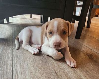 Pinay - Pit Bull Terrier/Labrador Retriever Mix Female Puppy for Adoption