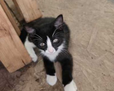Mother cat showed up in our barn. Someone dropped her off and she had kittens. I took her when the kittens were 8wks old and had the mother spayed. I now have 4 kittens that need a home. We have cuddled them everyday. They are very friendly. Our labrador thinks she is their mom, so they are not afraid of dogs. They have lived in the barn their whole 8wks. They need a home. If you take all 4, I ...