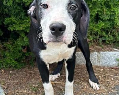 Livy ~ meet me! - Border Collie/Australian Cattle Dog Mix Female Dog for Adoption