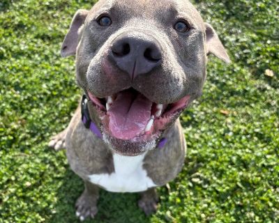 Sebastian - Pit Bull Terrier Male Dog for Adoption