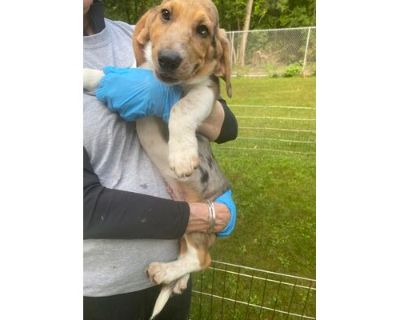 John - Basset Hound/Mixed Breed (Medium) Mix Male Dog for Adoption