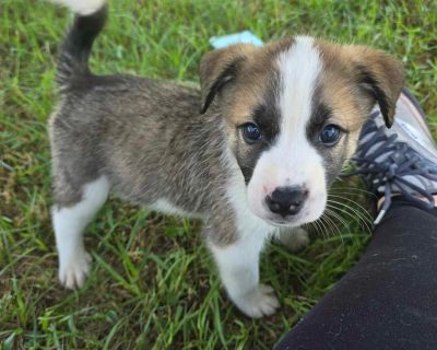 AJ - Catahoula Leopard Dog Mix Male Puppy for Adoption