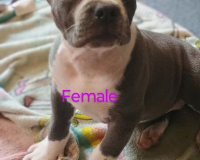 Adba registered pitbull puppy