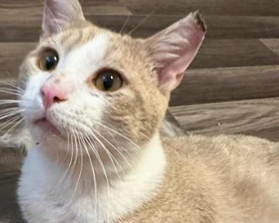 Popsicle - American Shorthair Male Cat for Adoption