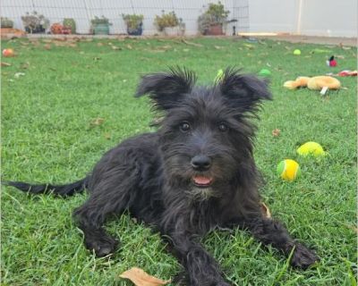 NANI - Female Puppy Schnauzer / Scottish Terrier for Adoption