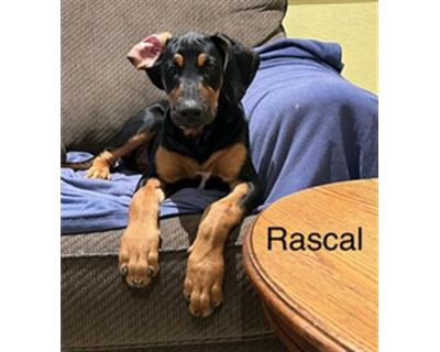 RASCAL - Doberman Pinscher Female Puppy for Adoption