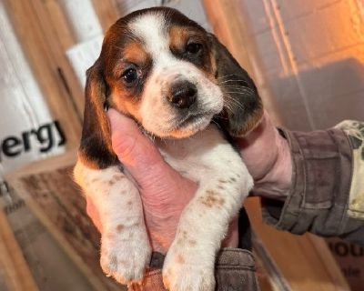 Pixie beagle puppies for sales sale