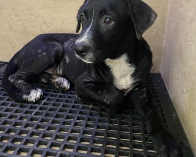 Gunner-roo - Belgian Shepherd / Malinois & American Bulldog Mix Male Puppy for Adoption