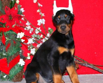 Matt - Doberman Pinscher Puppy For Sale in Pennsylvania