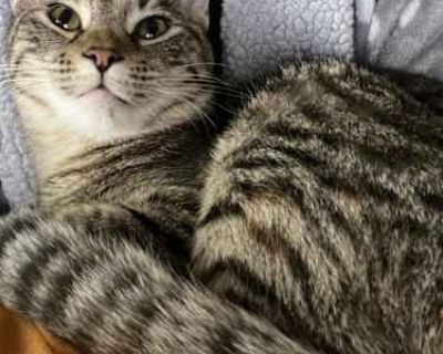 Meow - American Shorthair Female Cat for Adoption