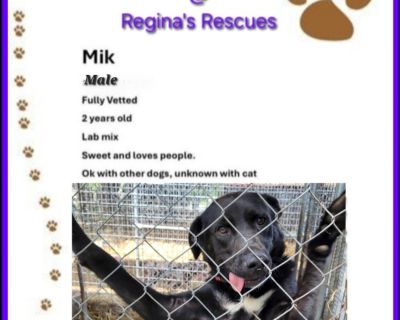 Mik - Black Labrador Retriever Male Dog for Adoption