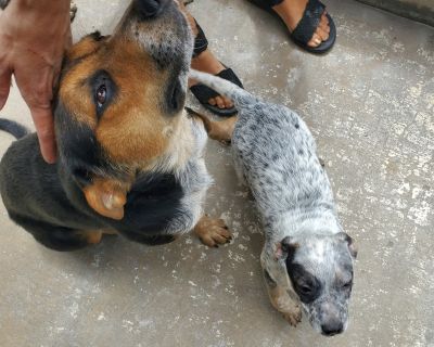 Spotify - Australian Cattle Dog / Blue Heeler & Beagle Mix Female Dog for Adoption