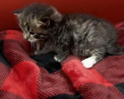 Show potential. Champion bloodlines. Vaccinated. Registered. Kittens come twice vaccinated, vet checked twice, microchipped, Tica registration, small bag of food, toys and one month trupanion insurance as well as copies of parents dna, hips and echo. Very playful well adjusted and socialized kitten affectionate baby