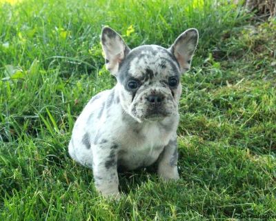 Georgia - 7 Weeks Female French Bulldog Puppy for Sale