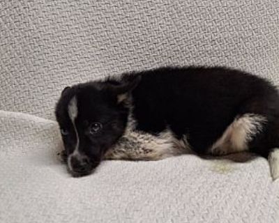 Tanzanite - Australian Cattle Dog/Husky Mix Male Puppy for Adoption