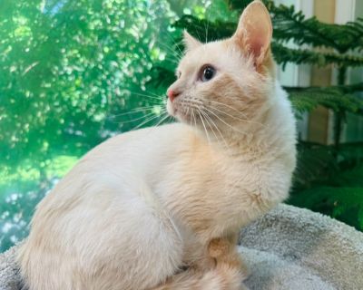 STUNNING SANTANA! - Siamese Male Cat for Adoption