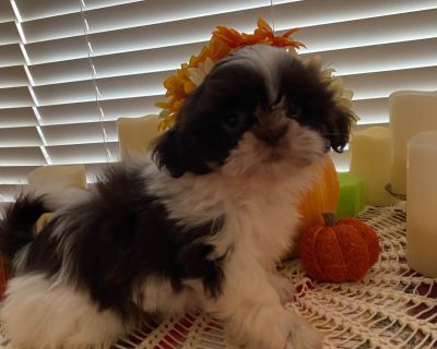 Everlasting Shih Tzu's