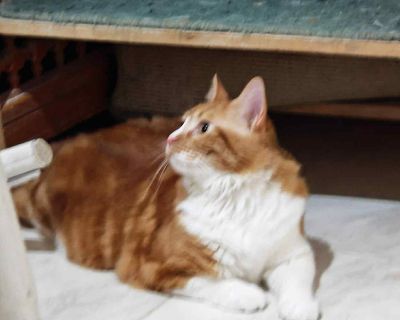 Sodfa - Norwegian Forest Cat Mix Female Cat for Adoption