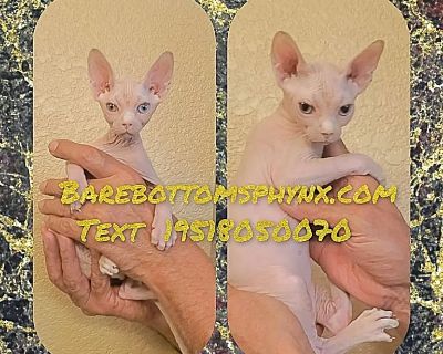 Odd eye sphynx male kitten available Tica.org registered cattery california