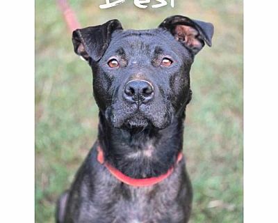 Desi - Staffordshire Bull Terrier/Labrador Retriever Mix Female Dog for Adoption