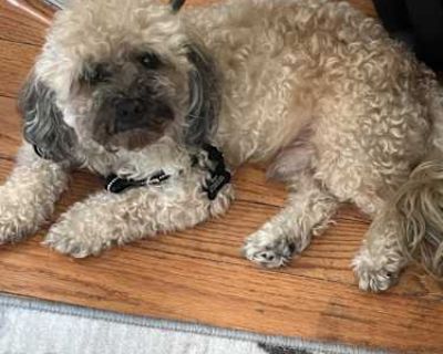 Teddy - Shih Poo Male Dog for Adoption