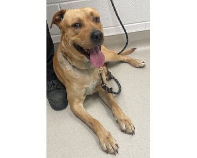 Sega - American Pit Bull Terrier/Mixed Breed (Medium) Mix Male Dog for Adoption