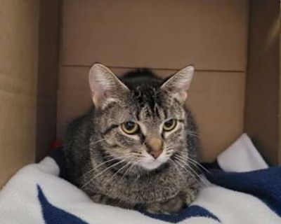 Lil' Mama - Domestic Shorthair Female Cat for Adoption