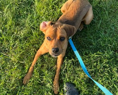 Dori - Boxer Mix Female Dog for Adoption