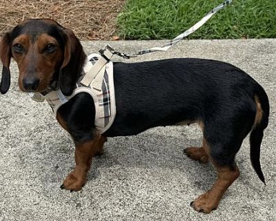 Marigold - Dachshund/Beagle Mix Female Dog for Adoption