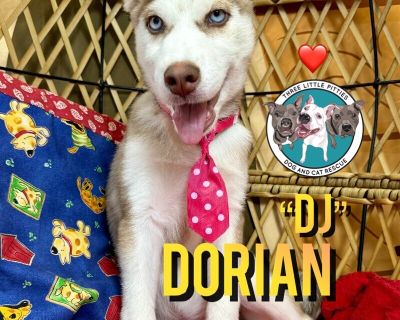 Dorian Jean "DJ" - Husky & Siberian Husky Mix Male Puppy for Adoption