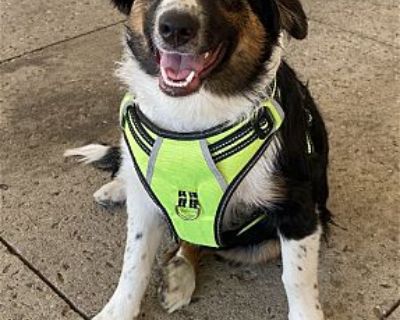 Aussie Pup Melbourne - Australian Shepherd Male Dog for Adoption