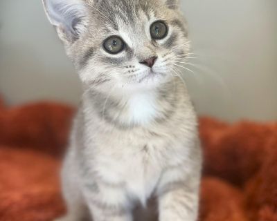 Name: Everlynn DoB: 08/17/25 Adoption Fee: $140 Everlynn is all that and a bag of chips. She is up for most anything. She loves to romp about the house. She is a talker, telling you stories about everything shes done. She enjoys a great snuggle. To top it all off she is stunning to look at , she is like blue and cream with a spotted belly and hypnotic eyes, She is a great kitten ready for her f...