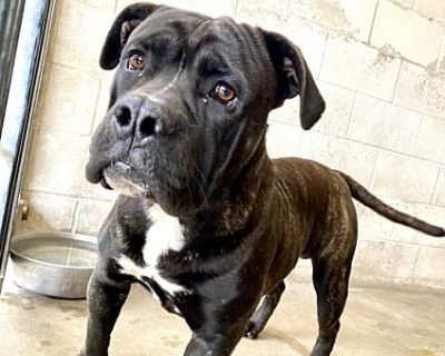 URGENT on 3\/24 SAN BERNARDINO - Mastiff Male Dog for Adoption